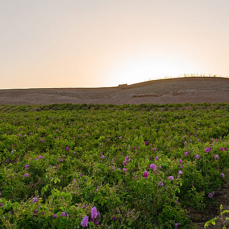 Rosenfeld in Marokko in der Abendstimmung