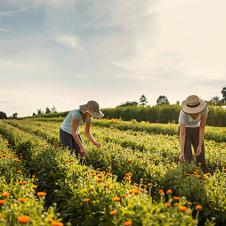 Récolte de calendula