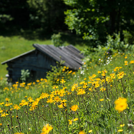montagne avec arnica