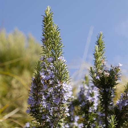 Rosemary plant