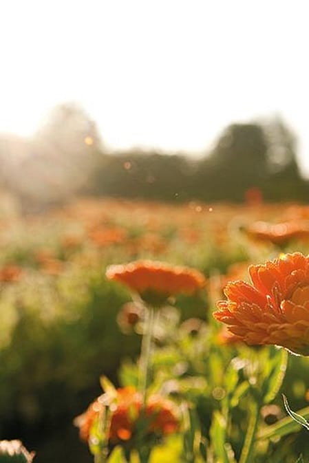 calendula field