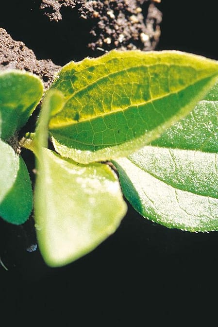 small green plant sprouting from rich, dark soil
