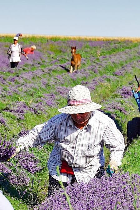 Ruiken aan lavendel