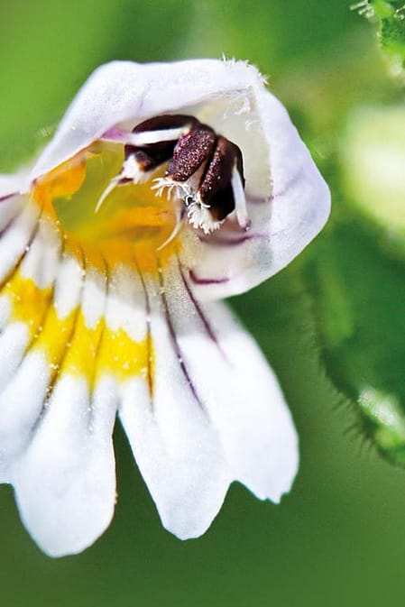 flor