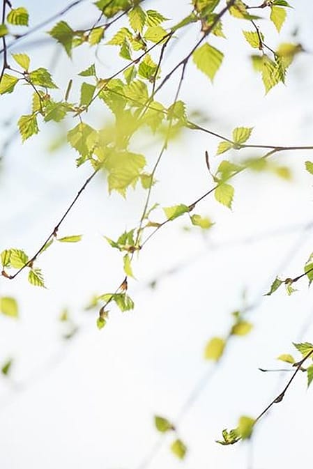 Birch