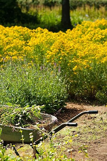 hd_wisdom_gardener.jpg