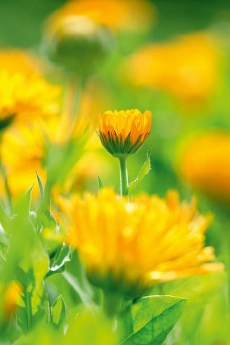 Calendulaveld