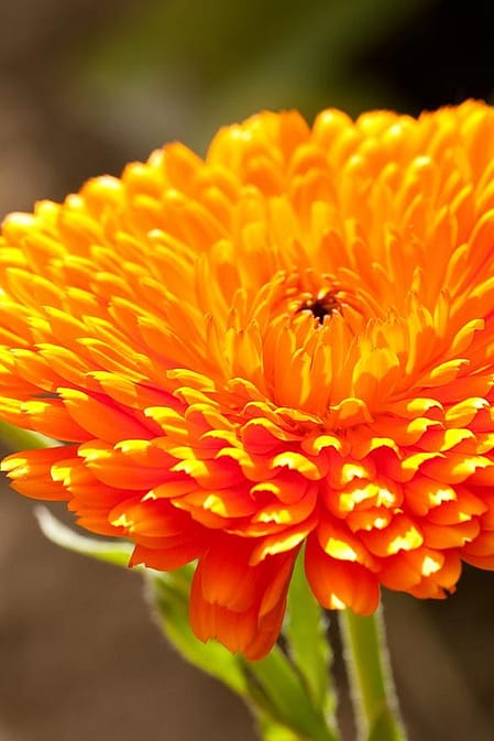 calendula flower