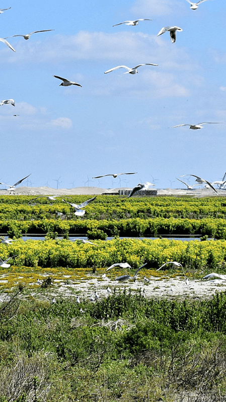 Marker Wadden