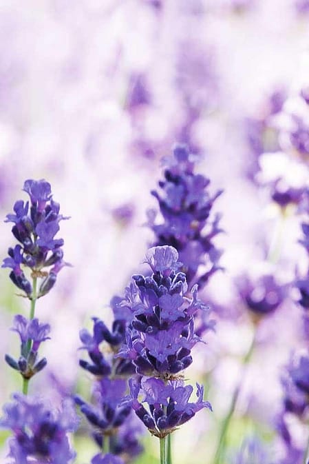 lavendar field
