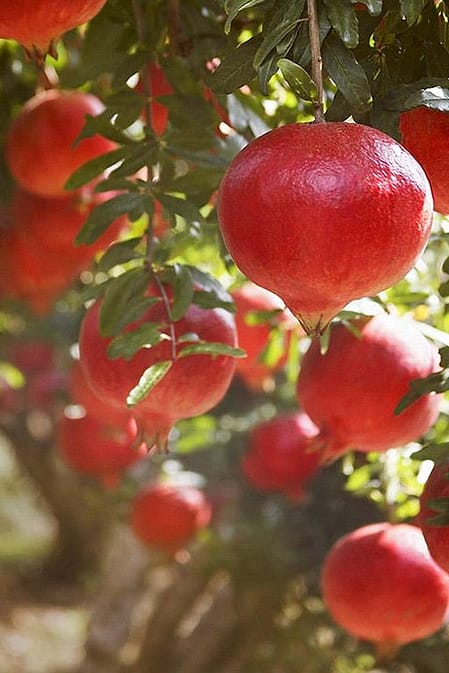 Pommegranate