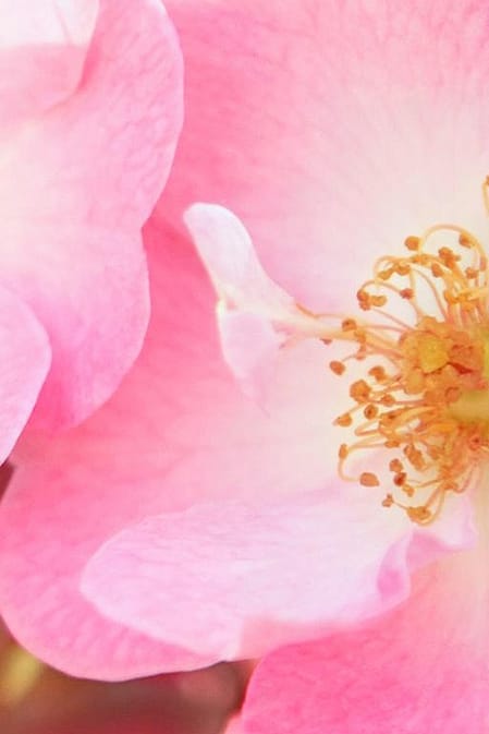flor de rosa mosqueta