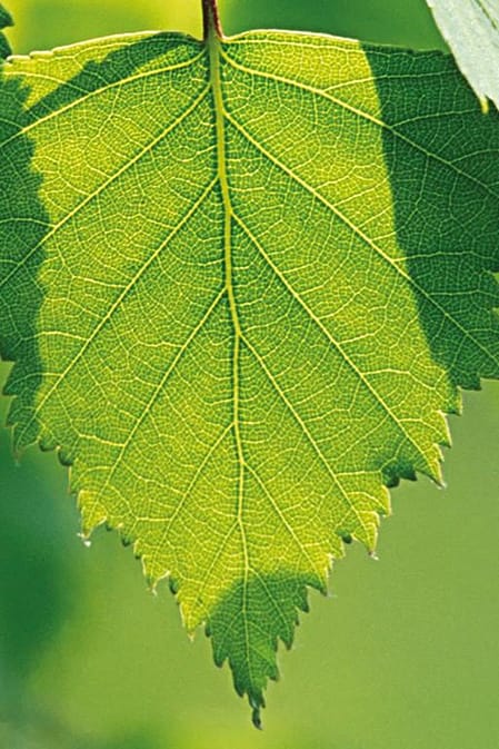 birch leaf closeup