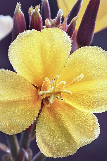 Evening Primrose