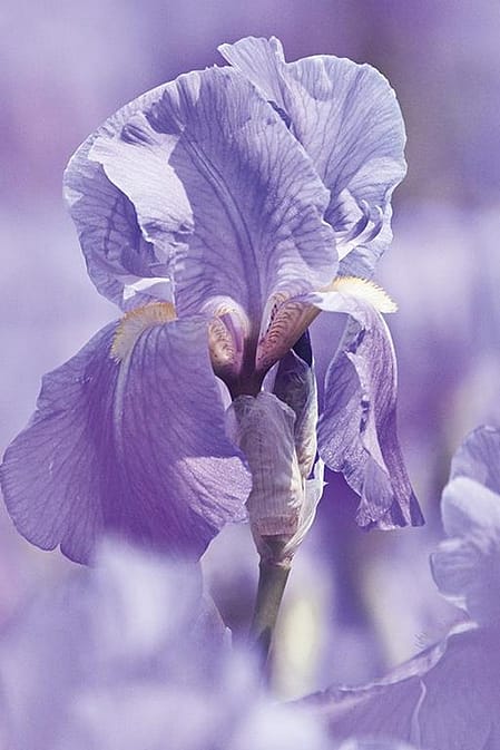 Iris Blüte von nahem