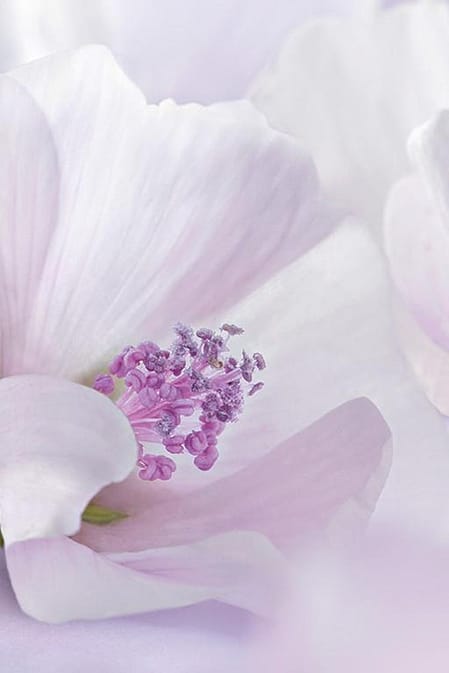 Flor de malva blanca