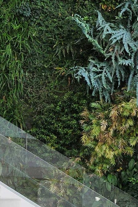 mur avec plantes