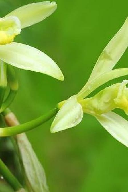 Vanilla Blossom