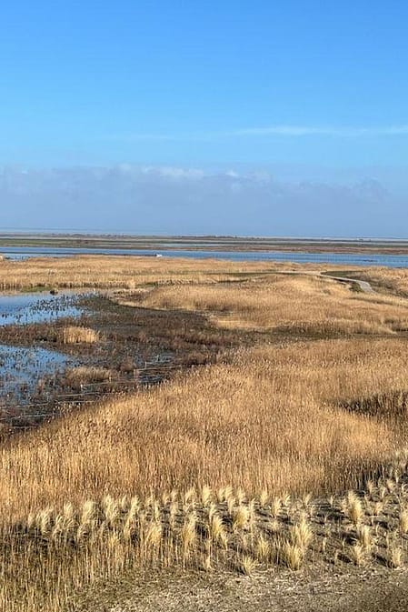 wadden