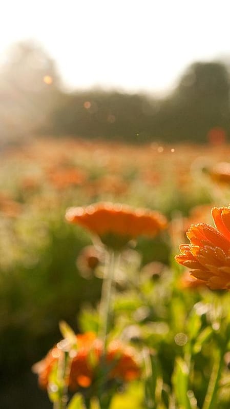 Calendula