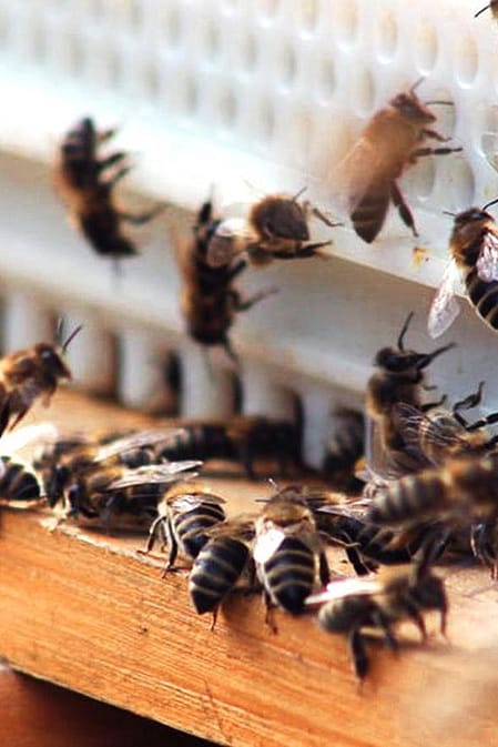 abejas