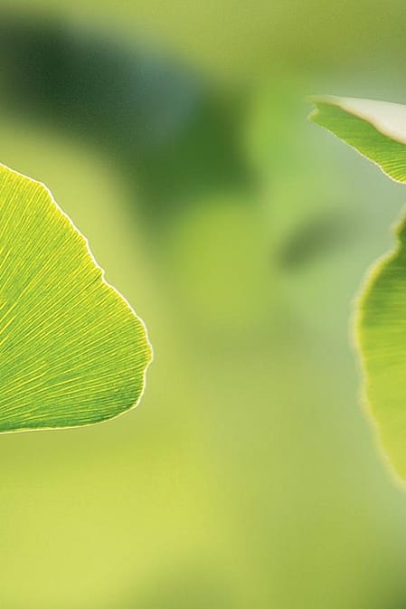 feuille