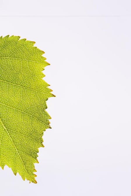 plante minceur