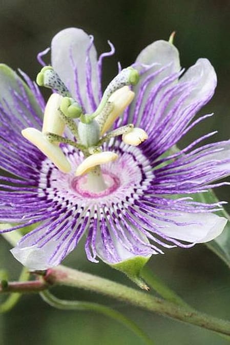 plantes anti-stress
