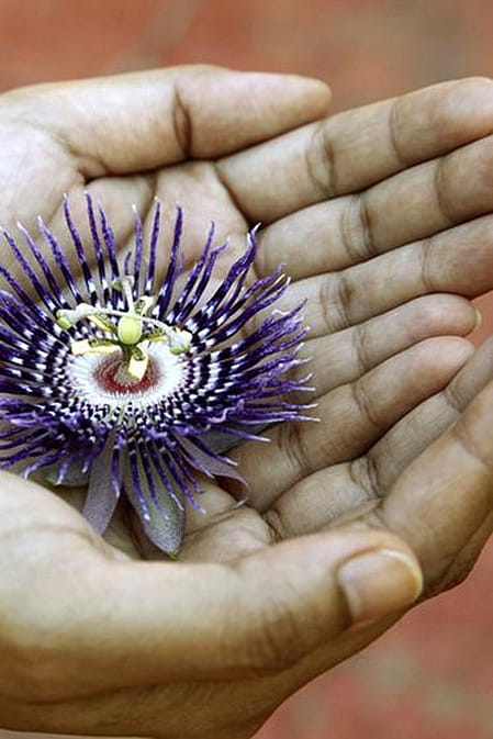 passiflore