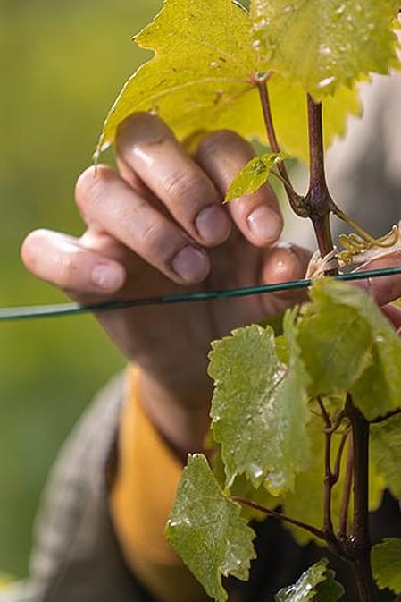 Des mains sur des vignes