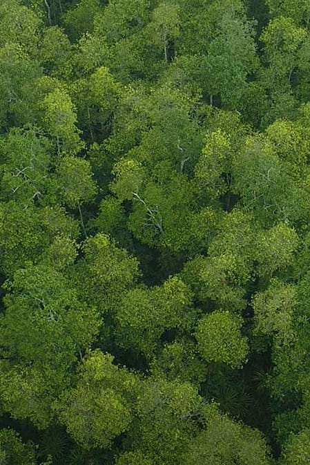 Tree canopy