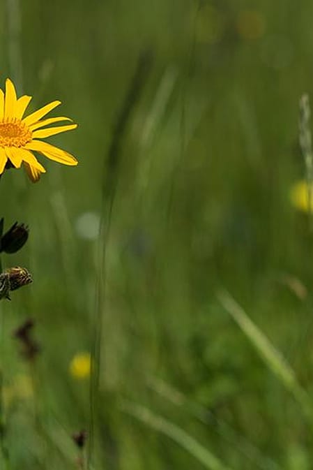 Arnika auf der Wiese
