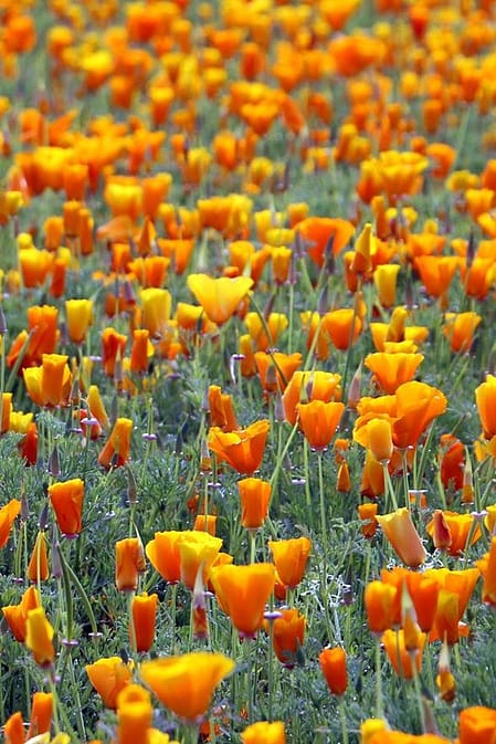 champ de fleurs