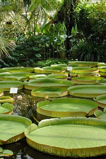 Plantentuin Meise