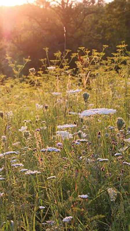 Prairie