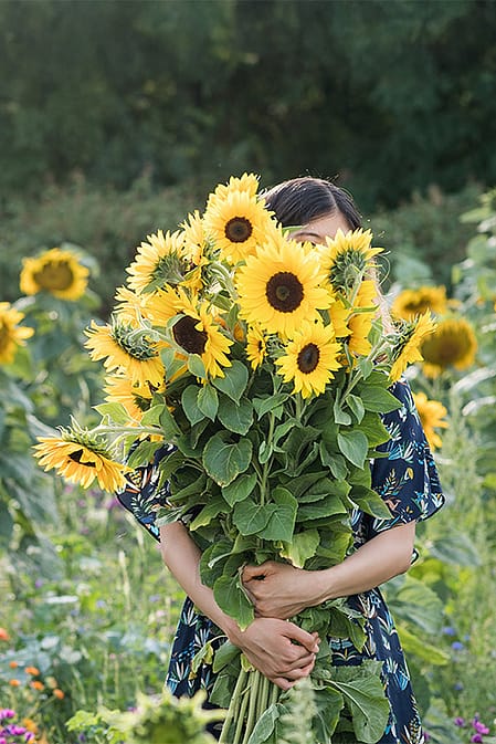 sunflower field