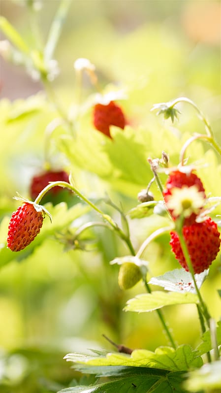 Fraise des bois
