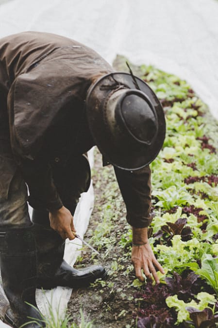 farmář pečuje o zeleninu na biodynamické farmě