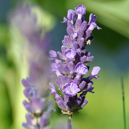 lavender