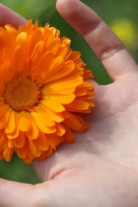 le calendula