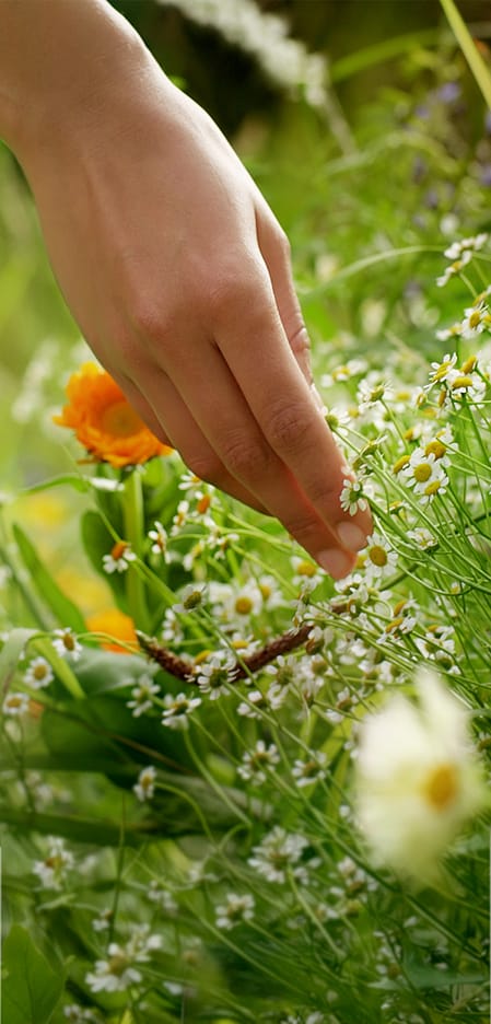 Mano che tocca erba e fiori di campo