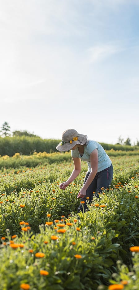 promocion mes de la tierra imagen mujeres en campo de caléndula recogiendo