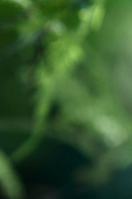NZ Ferns