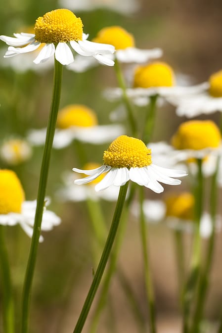 Weleda garden