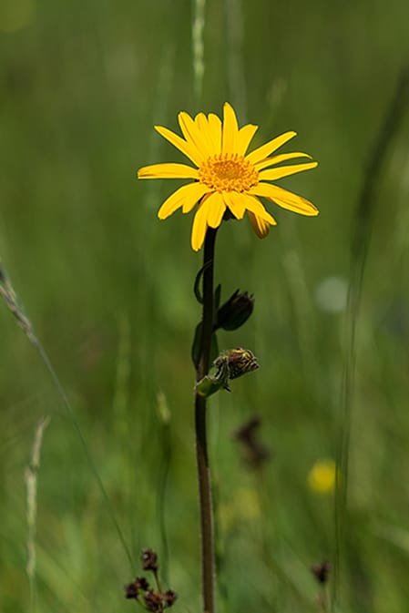 Arnica sur la prairie