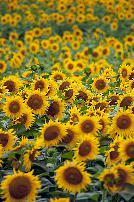 sunflower field