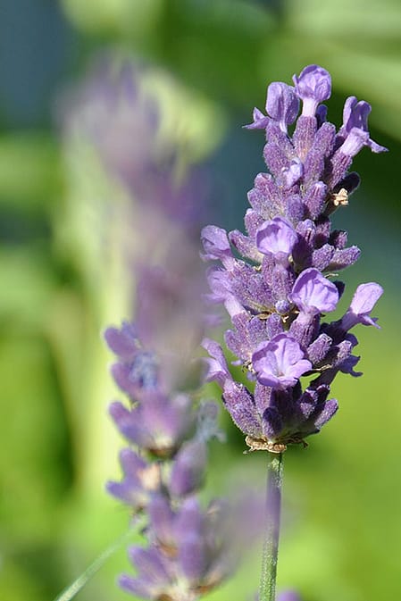 Närbild på lavendel blomma
