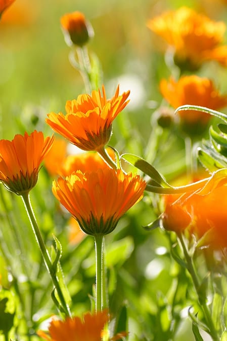 calendula field