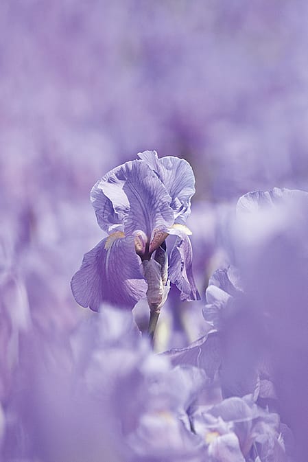 weleda lavender