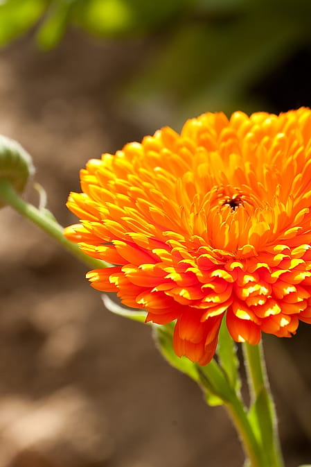 Calendula flower.